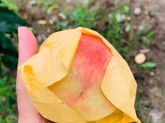 -田园东方蜜桃村的田野营地