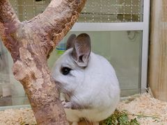 -藦茜花园宠物主题亲子互动体验馆(国顺东路店)