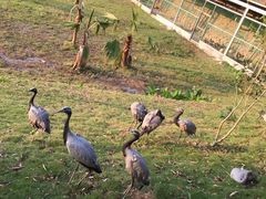 -泉州海丝野生动物世界