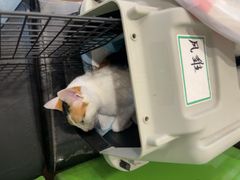 -爱侣·安琦尔宠物医院·中兽医针灸·心内科·狂犬免疫点(宝山区院)