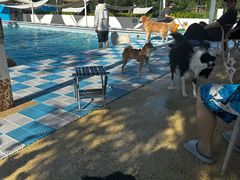 -爪吧宠物乐园 (温榆河示范区店)