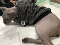 -爱侣宠医·鹦鹉专科·小型哺乳类·异宠专科(灵石路店)