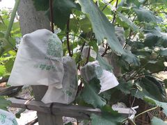 -马陆小张葡萄园农家乐