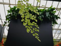 -斐兹洛伊花园