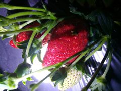 -胜丰草莓采摘园