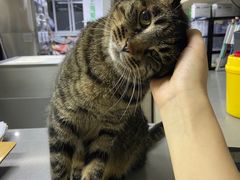 -爱侣宠医·鹦鹉专科·小型哺乳类·异宠专科(灵石路店)