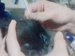 -A猫a狗全科·犬猫异宠·芥西宠物医院(南开总院)
