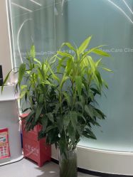 -联合丽格·张菡丽格医疗美容