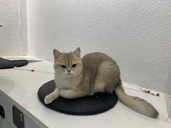 -琪喵猫屋·撸猫猫咖·猫舍