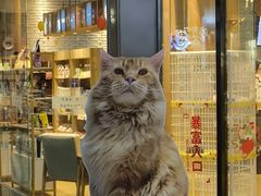 -藏猫猫咖啡主题馆(中央大道店)