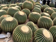 -深圳仙湖植物园