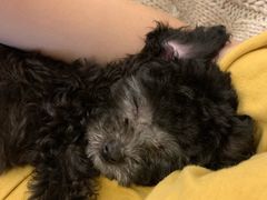 -房东的猫宠物生活馆