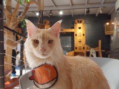 -豆逗聊愈猫阁Easy Life