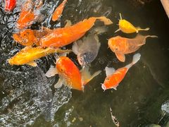 -上海大自然野生昆虫馆(东方明珠·爬宠昆虫探索中心)