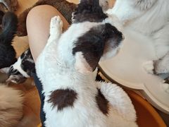 -有喵·猫咖·狗咖·30几只猫10只小狗(岗厦店)