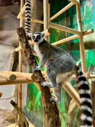 -Zoolung Zoolung动物主题公园(海信广场店)