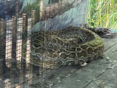 -东莞香市动物园