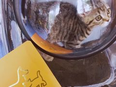 -伟伟宠物医院·CT影像中心·瑞派犬猫综合性门诊(汉口总院)