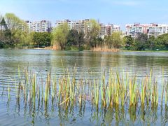 -新江湾城公园