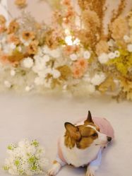 点击看大图 -琥珀婚礼策划AMBER WEDDING