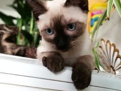 -好利来(高新枫叶广场店)