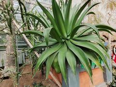 -南山植物园