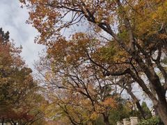 -八大关景区