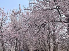 -桃花堤公园