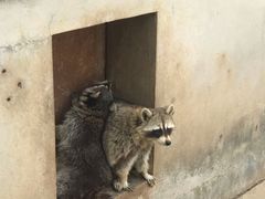 -石家庄市动物园