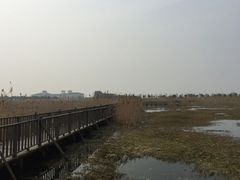 -泗洪洪泽湖湿地景区