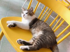 -喵屿·大理花园猫咖