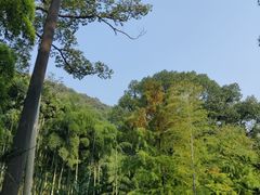 -东明山森林公园