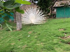 -西霞口神雕山野生动物世界