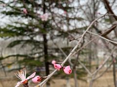 -北京麋鹿生态实验中心