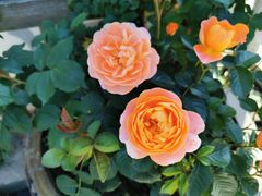 -鹅湖玫瑰文化园