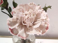 -LE SAPHIR 莎菲尔菓子(和兴店)