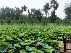 -微山湖红荷湿地景区