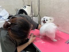 -翊宠yipet猫狗购宠庄园犬舍•猫舍