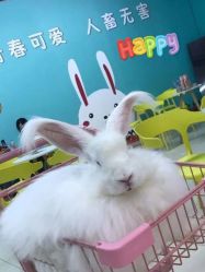 -萌兔星空蹦床撸兔馆