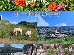 -塔尔寺