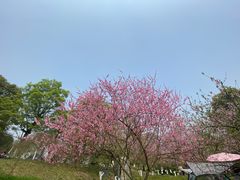 -秀丽东方