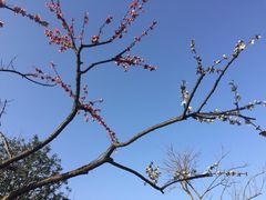 -香雪海