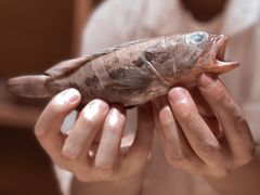 -镹·鱼料理  国产鱼使用店