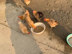 -胜丰草莓采摘园