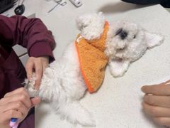 -瑞派康怡24h宠物医院·犬猫医疗中心·微创绝育(瑞景分院)