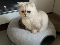 -安安宠医宠物医院·异宠·犬猫内科(岳阳分院)