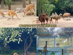 -广州长隆野生动物世界