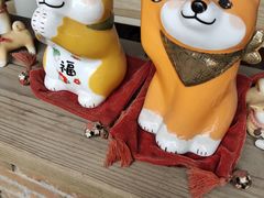 -柴犬高等学院·狗咖·柴犬售卖·宠物训练