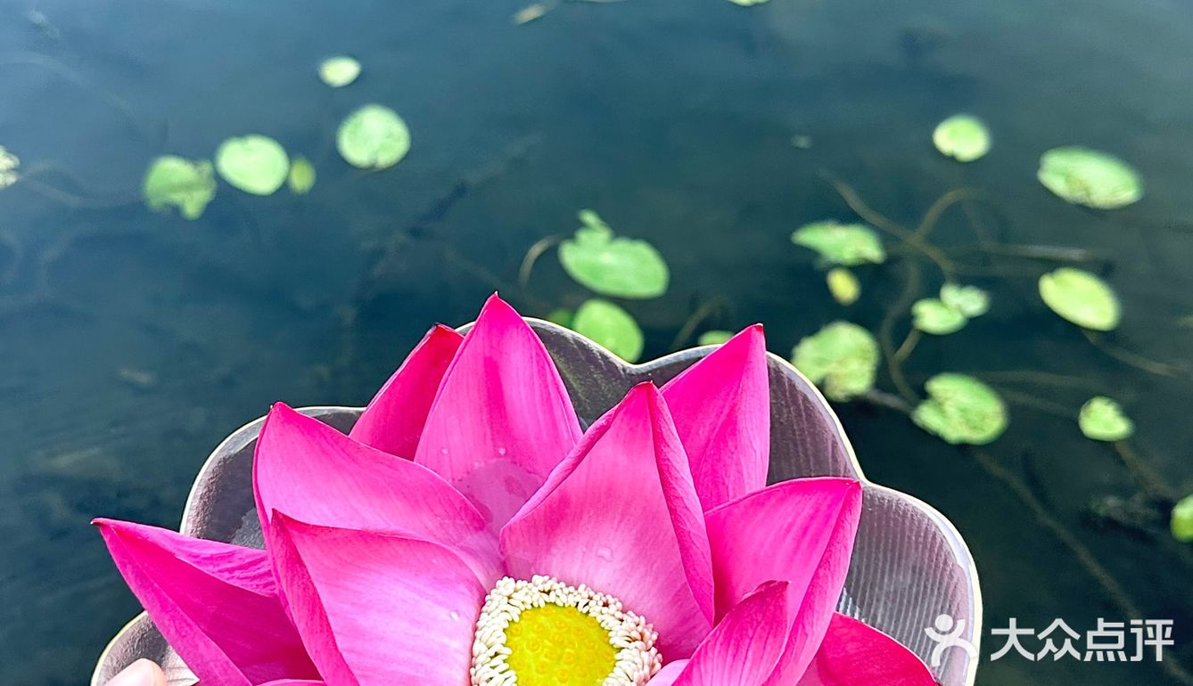 他家肉质真的好的没话说，清水锅都能涮出很香的肉味儿