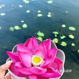 他家肉质真的好的没话说，清水锅都能涮出很香的肉味儿